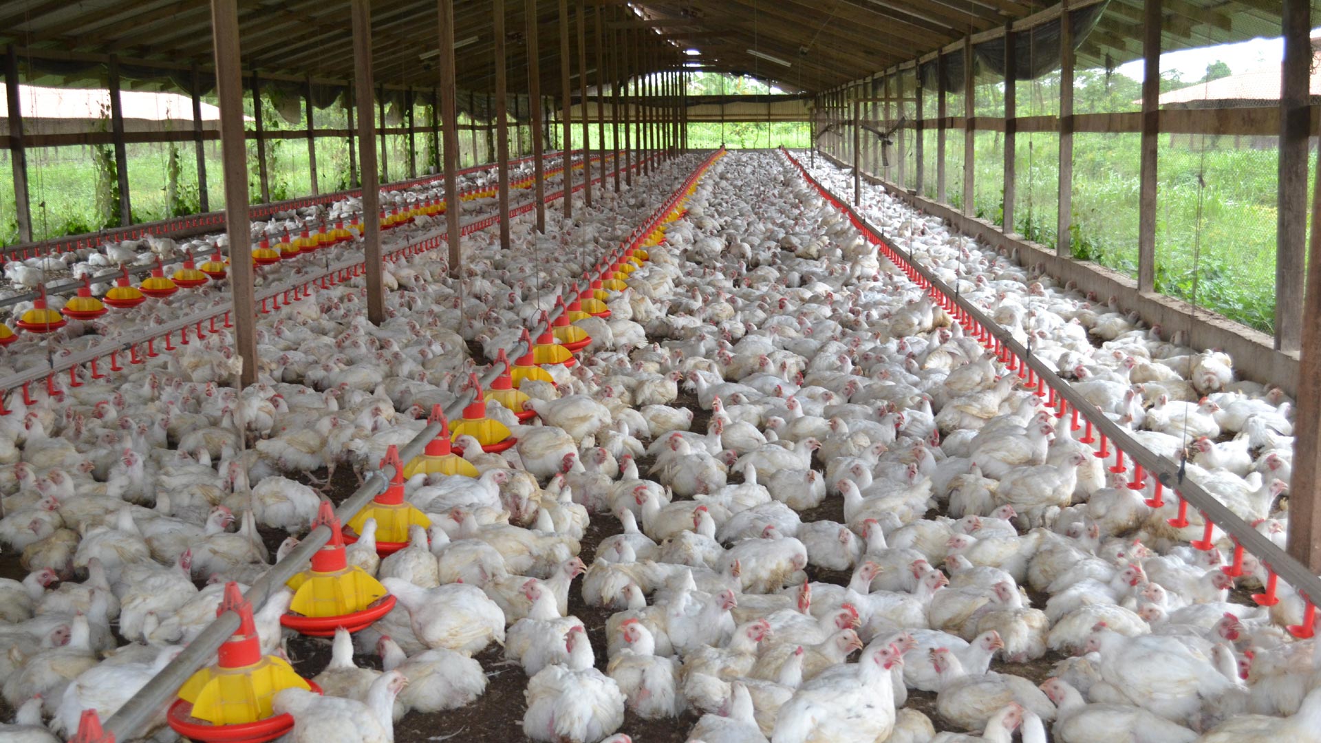 what-is-the-best-name-for-poultry-farm-at-sharon-moller-blog